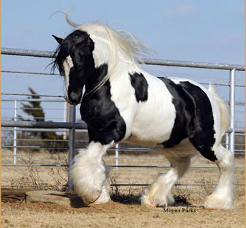 Gypsy Horse For Sale - Image Setter Gypsy Cob and Horse Ranch